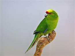 [KakarikiGroen] # Kakariki Groen