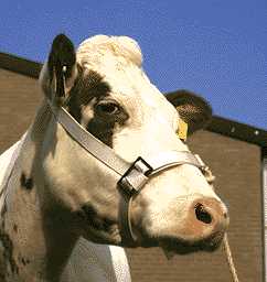 [02063] Rundveekorrel Extra 25kg Cow Compleet