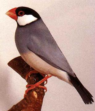 [BR_108447] Rijstvogel Pop