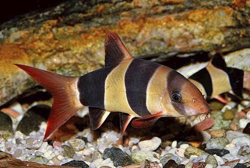 [BR_108486] Clownbotia Chromobotia Macracanthus