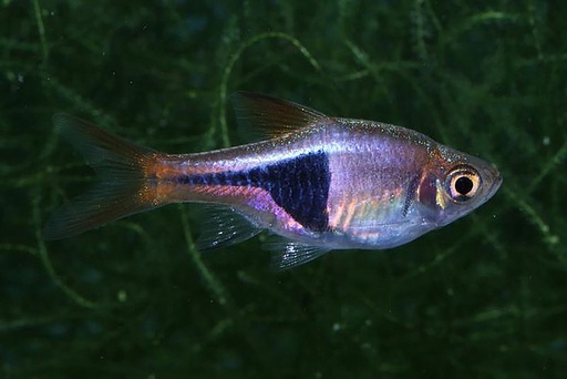 [37653] B17 Kegelvlekbarbeel Rasbora heteromorpha