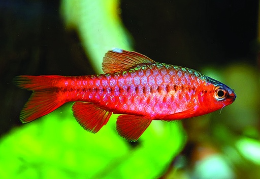 [BR_108513] Sherrybarbeel Capoeta titteya