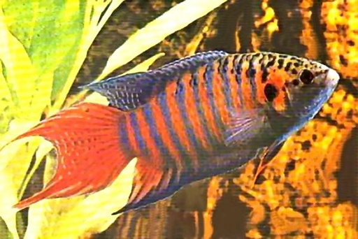 [BR_108515] Paradijsvis, Macropodus Opercularis 4-5 cm