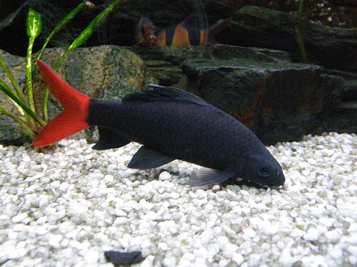 [V1455730] B16 Vuurstaartlabeo Epalzeorhynchos Bicolor M