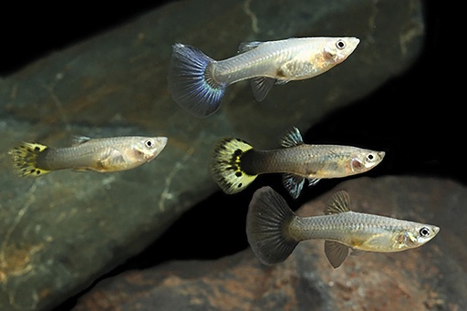 [BR_110899] Guppy Vrouw lebistes reticulata female