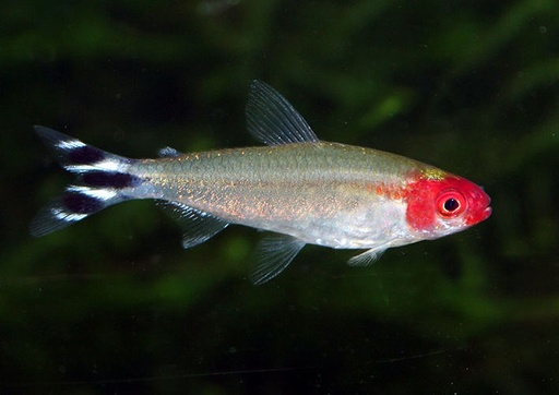[V1454410] B4 ** Roodkopzalm Hemigrammus Bleheri