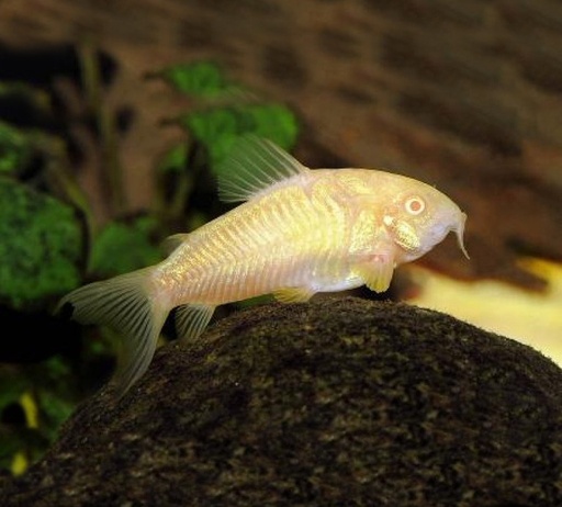 [1105.3] B8 * Corydoras Aeneus Albino M