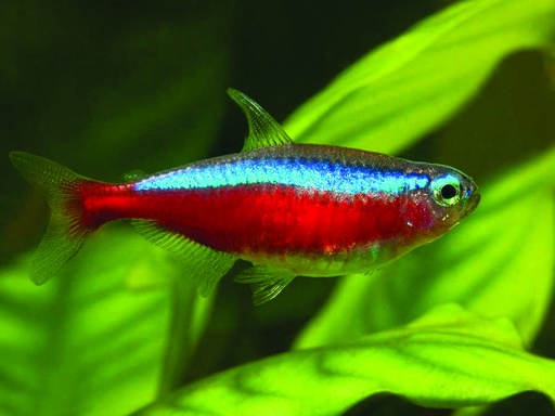 [09654] B5 ** Kardinaal tetra Paracheirodon Axelrodi 2,2cmstorage