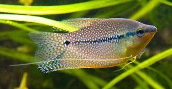 [BR_118780] Diamantgoeramie - Trichogaster leeri
