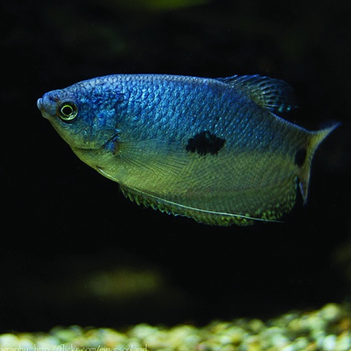 [BR_121875] Blauwe Spat L Trich. Trichchopterus