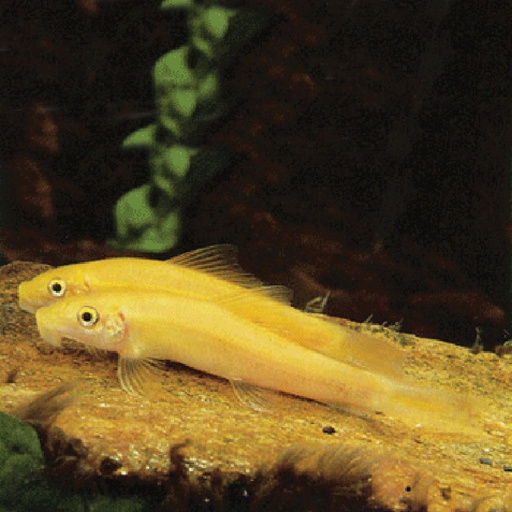 [BR_124205] Siamese Algeneter Goud Gyrinocheilus aynomieri