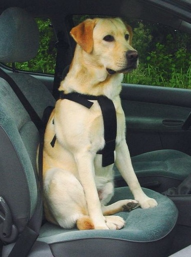 [BR_126377] Wandel en Autotuig Hond Groot
