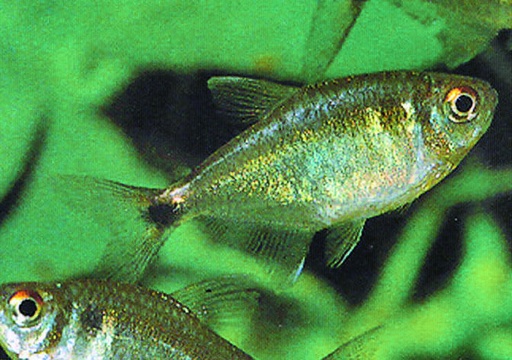 [BR_127730] Lichtvis Hemmigrammus Ocellifer