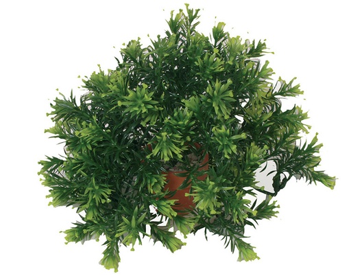 [BR_127919] KP Bowl In Pot 20cm Assortie
