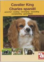 [BR_128172] OD Cavalier King Charles Spaniel