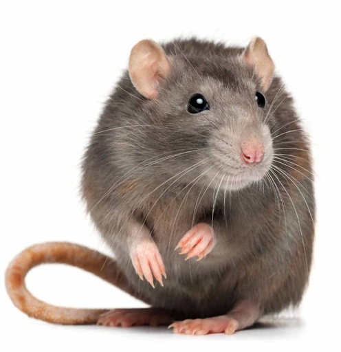 [BR_129606] Rat Vrouw tam