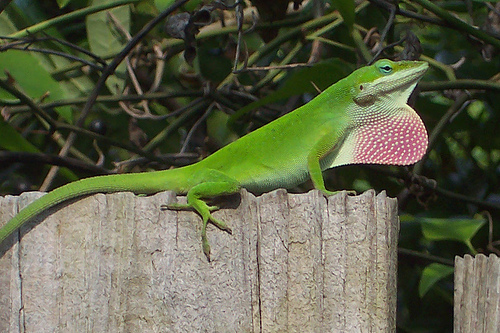 [BR_145346] * Roodkeel anolis - Anolis carolinensis actie met 2 stuks