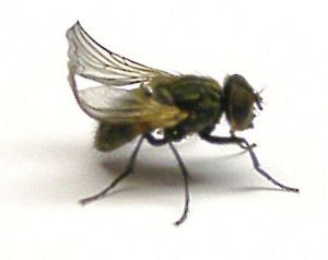 [BR_145874] Krulvliegen