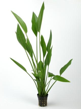 [BR_146230] Echinodorus Parviflorus Pot Groen