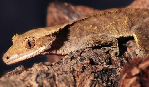 [BR_147344] Wimpergekko - Correlophus ciliatus