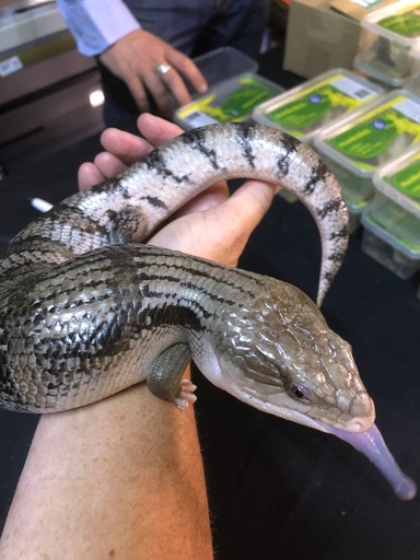 [149137] #* Blauwtongskink - Tiliqua gigas