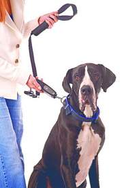 [BR_149273] Dog-e-Walk Dogtrainer