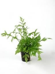 [P2020300] Ceratopteris Thalictoides Pot