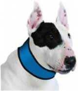 [BR_149761] Halsband Hond Aqua Coolkeeper XS Blauw