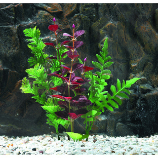 [BR_150022] Aquarium plant ass. 33 cm