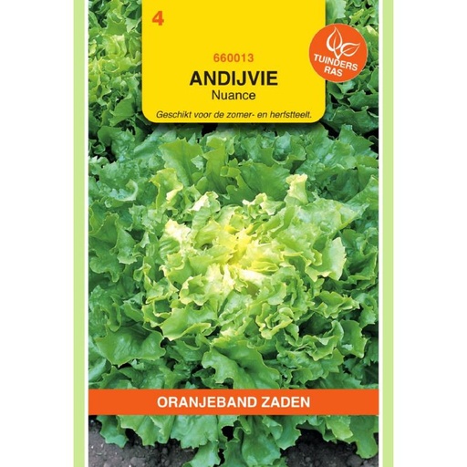 [BR_155580] OBZ Andijvie Nuance