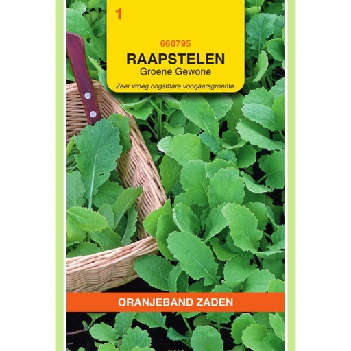 [BR_155612] OBZ Raapstelen Groene Gewone
