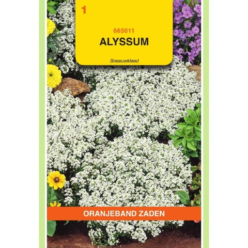[665011] OBZ Alyssum Sneeuwkleed