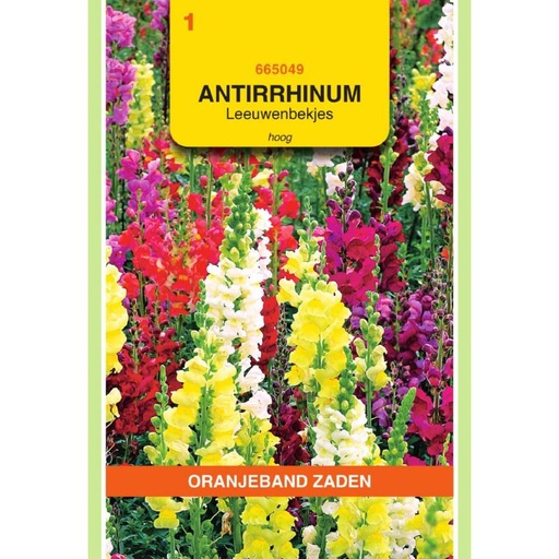 [665049] OBZ Antirrhinum, Leeuwenbekje, hoog gemengd