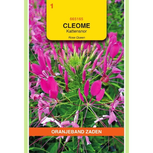[BR_155660] OBZ Cleome, Kattensnor roze