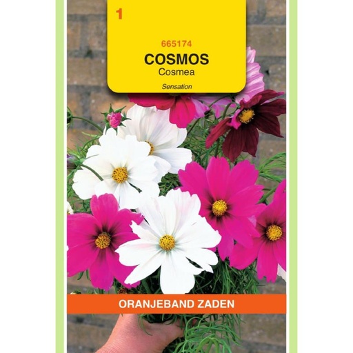 [BR_155661] OBZ Cosmos, Cosmea Sensation gemengd