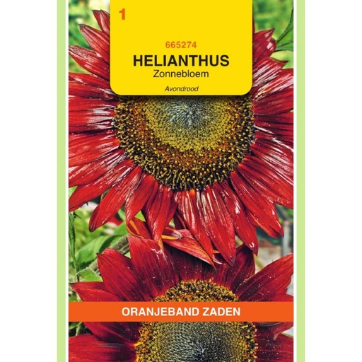[665274] OBZ Helianthus, Zonnebloem Avondrood