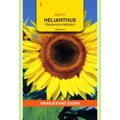 [665275] OBZ Helianthus, Zonnebloem Giganteus 250cm hoog