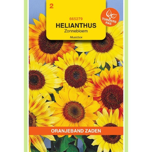 [665279] OBZ Helianthus, Zonnebloem Musicbox gemengd