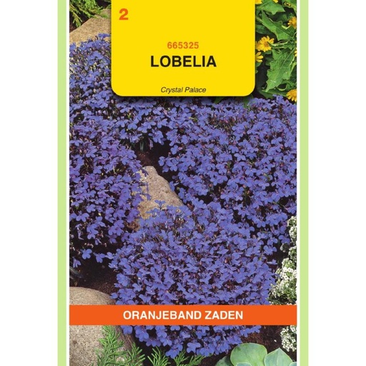 [BR_155672] OBZ Lobelia Crystal Palace
