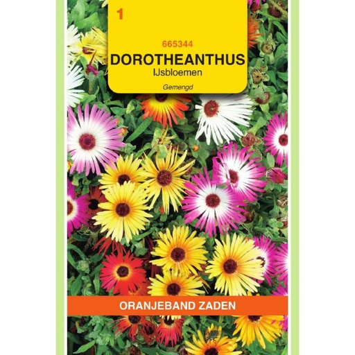 [BR_155674] OBZ Dorotheanthus, IJsbloemen gemengd