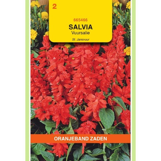 [BR_155680] OBZ Salvia, Vuursalie St Jansvuur