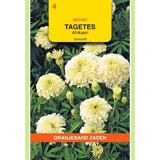 [BR_155681] OBZ Tagetes, Afrikaan Snowdrift