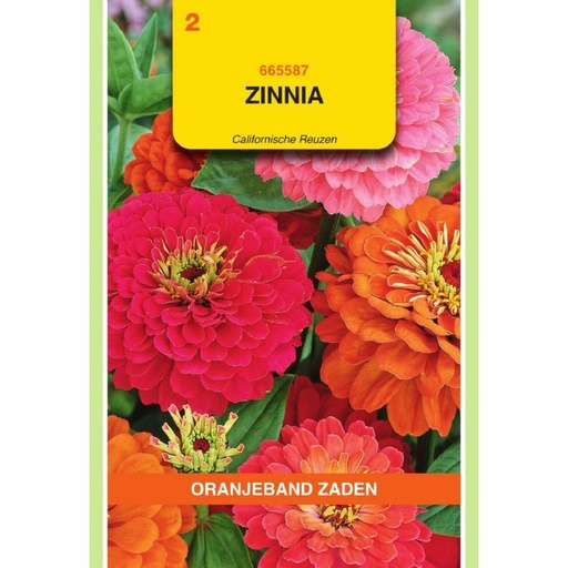 [665587] OBZ Zinnia Californische Reuzen gemengd