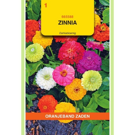 [BR_155690] OBZ Zinnia Dahliabloemig gemengd