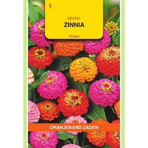 [BR_155691] OBZ Zinnia Pompon gemengd
