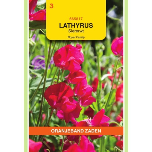 [BR_155704] OBZ Lathyrus, Reuk- of siererwt Royal, rood
