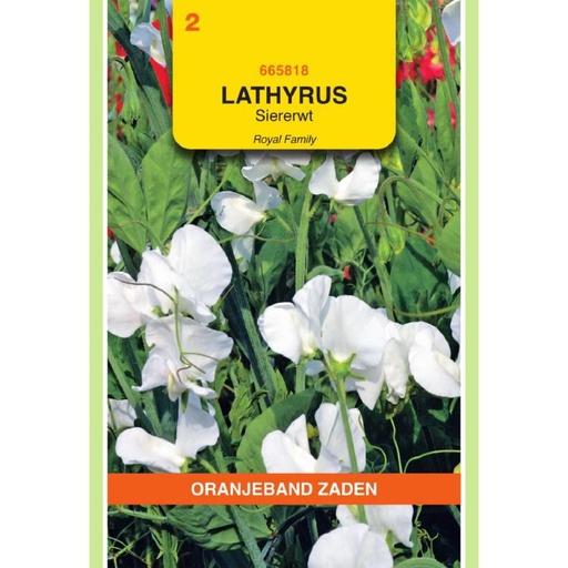 [BR_155705] OBZ Lathyrus, Reuk- of siererwt Royal, wit