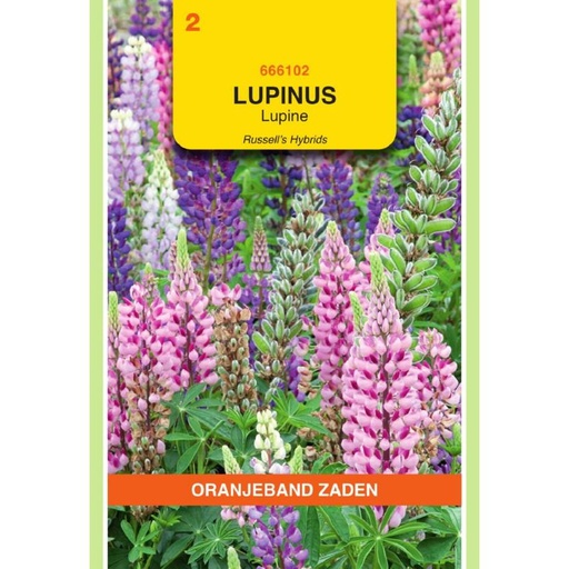 [666102] OBZ Lupinus, Lupine Russell's gemengd