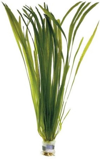 [BR_160401] Vallisneria spiralis