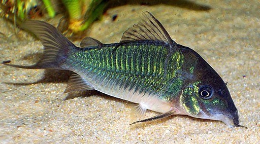 [BR_160674] Corydoras Brochis splendens 5-6cm